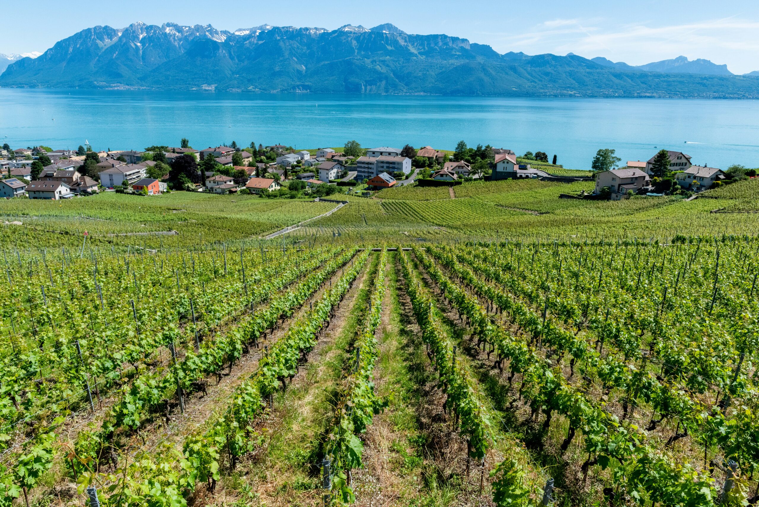Lake Geneva with grapes